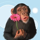dierendag aap met bloem